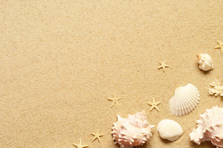 海砂海星 贝壳。顶视图与副本空间