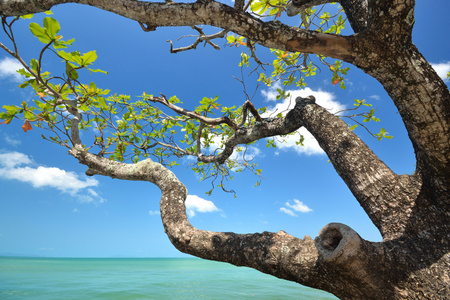 蓝色海洋背景与树