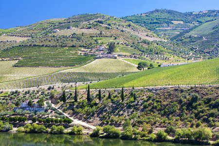 vineyars 在葡萄牙杜罗河谷