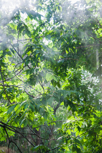 窗外的雨, sunshower 或盲目的雨。阳光普照。湿灰树