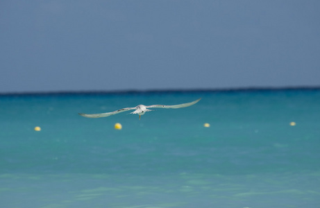 平静的海面上空飞行的海鸥