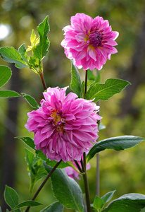 郁郁葱葱的粉红色花朵, 有许多粉红色的花瓣在一个高茎与绿叶