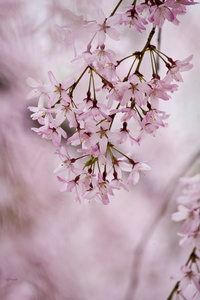 美丽开花树