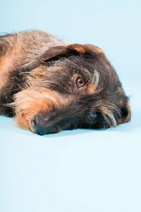 浅蓝色背景上孤立的可爱棕色黑色腊肠狗室画像