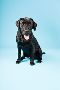 可爱黑色拉布拉多犬隔离在淡蓝色背景。工作室拍摄
