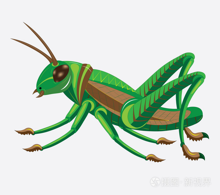 绿褐色蚱蜢