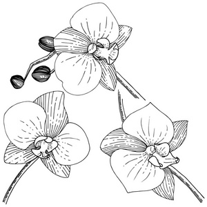 Orhid 花在矢量样式分离。植物全名 orhid。背景纹理包装图案框架或边框的矢量花