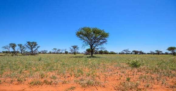 南非北角的大草原景观