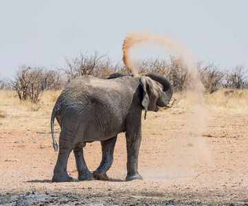 一只成年大象给自己在纳米比亚大草原上的灰尘浴