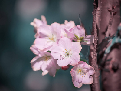 春樱桃花软聚焦