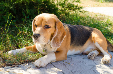 小猎犬在后院户外