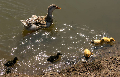 鸭妈妈和小鸭幼崽在池塘里沐浴