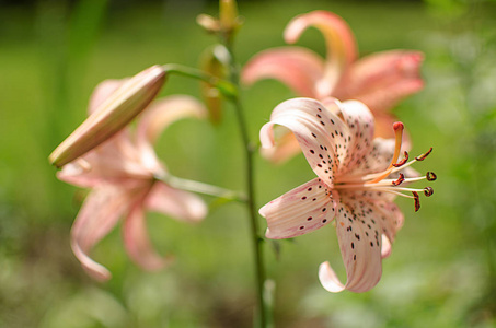 美丽的百合花成长在夏天在新鲜的空气