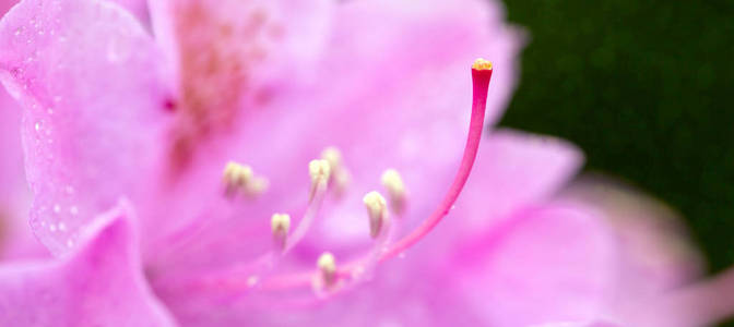 春季美丽的粉红杜鹃花花特写