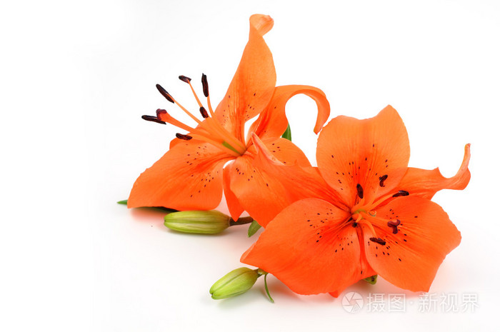 橙色的百合花