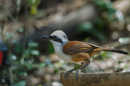 白凤头笑画眉 Garrulax leucolophus 在自然, 泰国