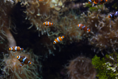 ocellaris 小丑小丑 anemonefish 小丑假小丑小丑 Amphiprion 动物水下照片特写小鱼