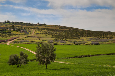 在摩洛哥春季, 靠近非斯的绿色田野和橄榄树的新鲜国度。国家路在领域之间