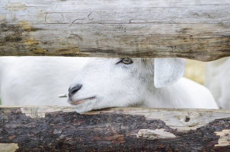 白山羊小子小农场里的一只婴儿白山羊。山羊农场草地上的白山羊