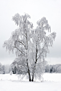 在冬天的白桦树   