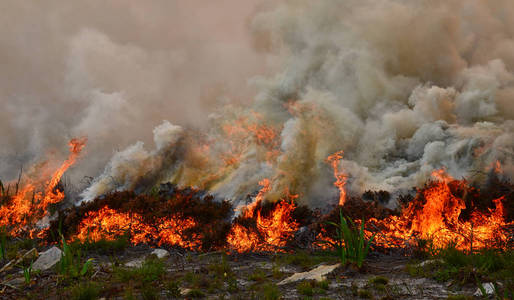 南非海角半岛上的干 fynbos 野火