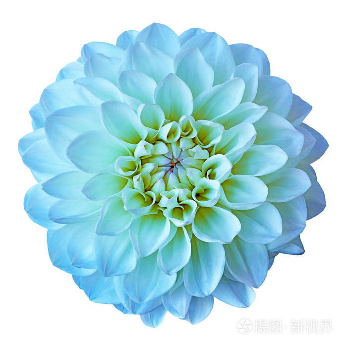 白色背景上的花青色黄色大丽花.特写.设计元素