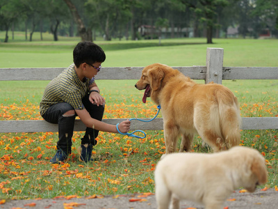 亚洲男孩玩小狗金 retreiver 公园