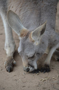 澳大利亚灰色袋鼠