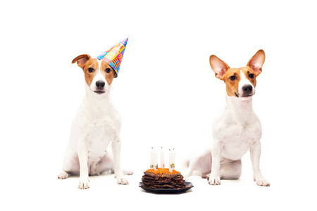 可爱的杰克罗素猎犬狗庆祝生日快乐