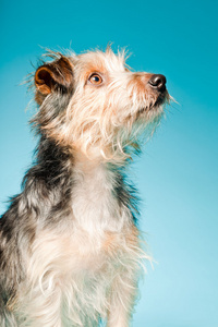 浅蓝色背景上孤立的可爱约克夏犬室画像