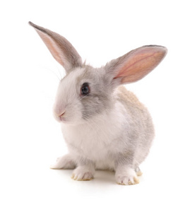 一只灰色的兔子被隔离在白色背景上照片