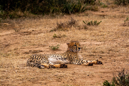 猎豹在自然栖息地野生动物南非