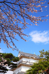 小田原城堡和樱桃开花