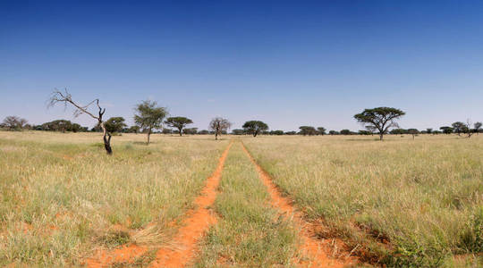 热带大草原景观与路在草在北部海角, 南非