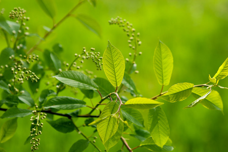 新鲜的绿色叶片和花蕾