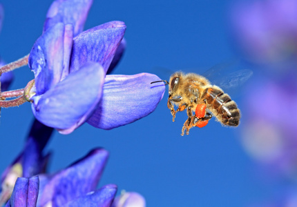 蜂花粉对蓝色羽扁豆与