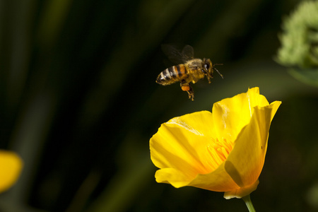 蜂与花
