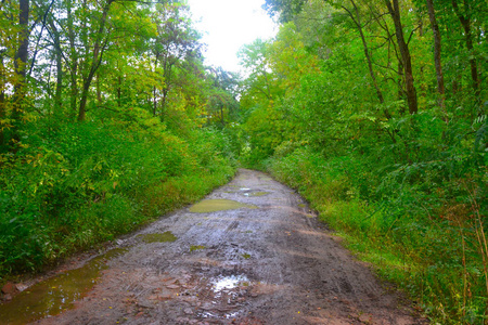 道路之间的树木。森林走道