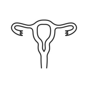 子宫, 输卵管和线形图标。细线插图。女性生殖系统。轮廓符号。矢量隔离轮廓图