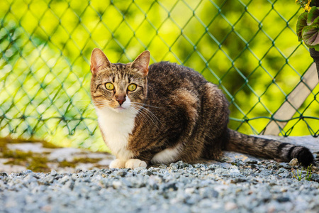 动物。棕色虎斑猫享乐室外的花园里，在阳光下变暖