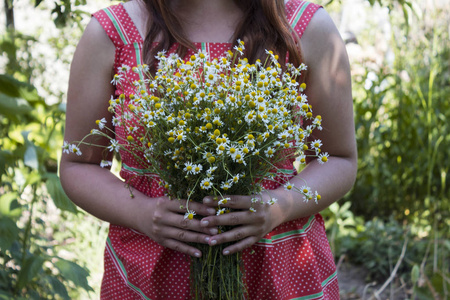 一个年轻的女人手里拿着一束甘菊。许多小白色医疗花在夏天在晴朗的天气