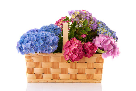 花束粉色和蓝色绣球花