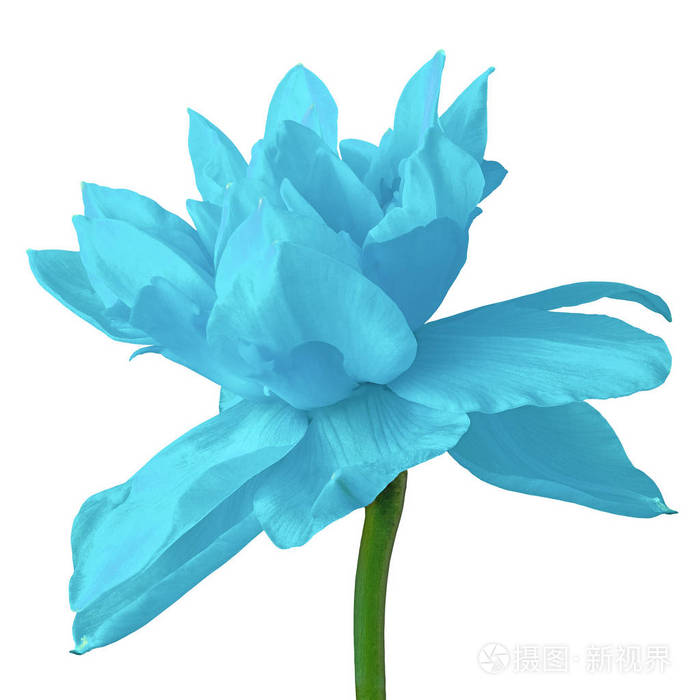 花青色的水仙, 在白色背景上被隔绝.特写.绿茎上的花蕾