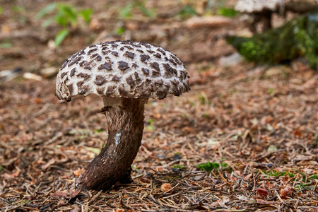 Strobilomyces floccopus食用菌。真菌在自然环境中。英语 森林老人