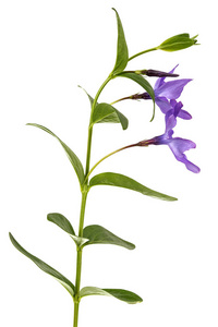 长春的蓝色花朵, Vinca, 在白色背景下被隔离