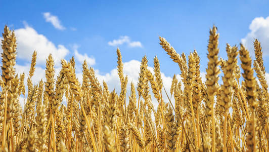 在金色的田野上的成熟的黄色小麦与云的蓝天。收割小麦。收割谷物作物