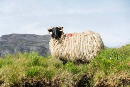 爱尔兰的 Landascapes。绵羊放牧, 康尼马拉在戈尔韦计数