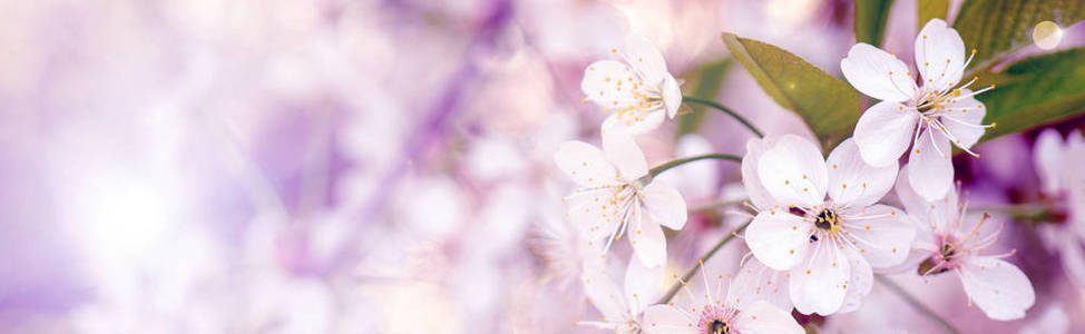 盛开的樱桃树枝在春天花园的婚礼 cerem