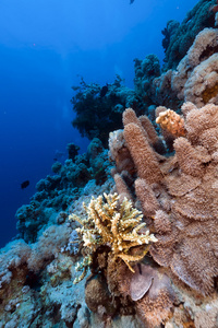 在红海滨 solida 和热带珊瑚礁