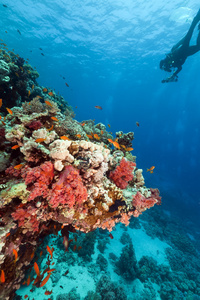 热带礁和潜水员在红海